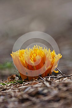 Yellow coral mushroom