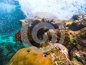 Yellow coral reef in blue sea water, underwater nature photography. Coral diversity undersea landscape with marine animals. Exotic