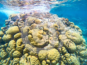 Yellow coral reef in blue sea water, underwater nature photography. Coral reef undersea landscape with marine animals. Exotic