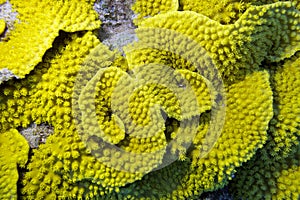 Yellow coral turbinaria mesenterina , underwater