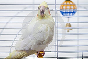 A yellow corella parrot sitting on peg with open mouth