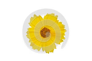 Yellow coreopsis flower isolated on white background