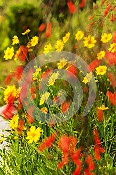 Yellow Coreopsis Daisies floers with blurred red flowers