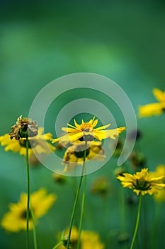 Yellow Coreopsis Daisies flowers with blurred green background