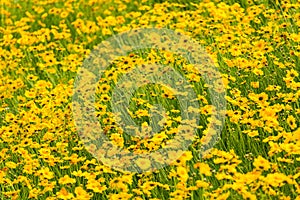 Yellow coreopsis flower blooming background