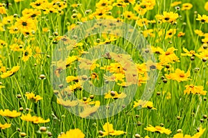 Yellow coreopsis flower blooming closeup