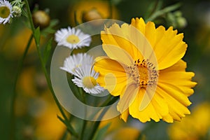 Yellow coreopsis flower closeup on a background of wild flowers