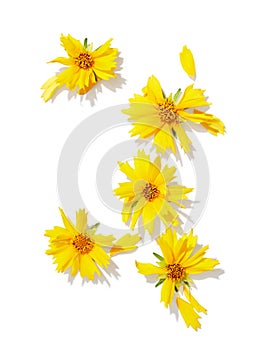 Yellow coreopsis flower isolated on white background