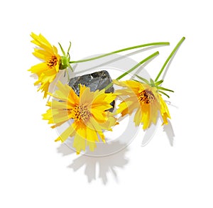 Yellow coreopsis flower with stone isolated on white background