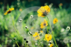 Yellow coreopsis flowers