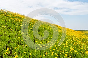 Yellow coreopsis flowers blooming in wild