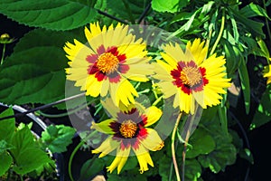 Yellow coreopsis flowers in the summer garden