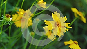 Yellow Coreopsis flowers sway from the wind.