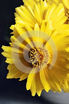 Yellow Coreopsis flowers in a vase