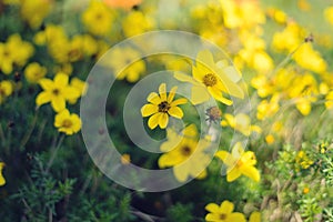 Yellow coreopsis verticillata flower
