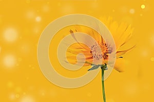 Yellow corepsis flower on yellow background with bokeh