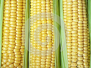 Yellow corn abstract background. Harvest season, healthy organic nutrition, maize cob. Golden textured wallpaper, fresh