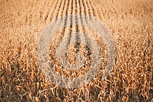 Yellow corn autumn field. View from above