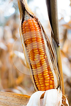 Yellow corn background