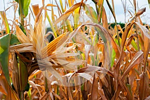 Yellow corn blooming in the dry cornfield heralds the arrival of a fruitful harvest