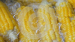 Yellow corn boiled in a pot
