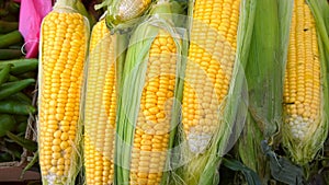 Yellow corn on the cob for sale. Maize background. Fresh vegetables on farmers market. Retail industry. Discount. Grocery shopping