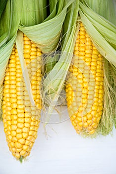 Yellow Corn Cobs Closeup on White Background, Top View, Macro