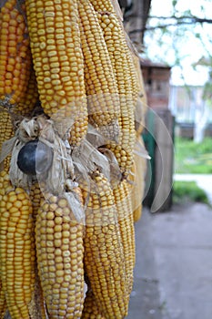 yellow corn, corn on the wall, beautiful image