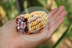 Yellow Corn ear in human hand that show seed and cob