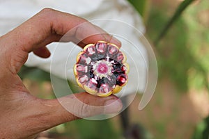 Yellow corn ear that show colors of cob and kernel