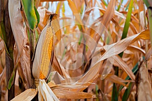Yellow corn encased in dry pods, stands tall in the corn field, a vibrant display of nature\'s cycle
