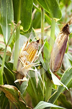 Yellow corn in the field