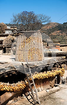 Yellow corn gathered in wooden silo on rooftop of village house.