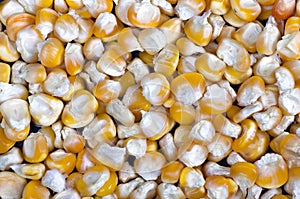 Yellow corn grain background