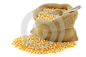 Yellow corn grain in a burlap bag