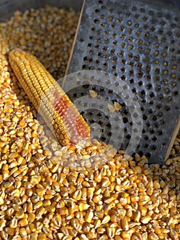 Yellow corn grains. Photo for your design