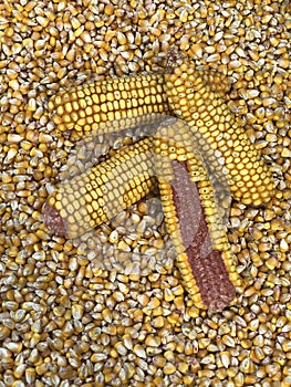 Yellow corn grains. Photo for your design