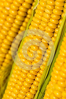 Yellow corn kernels in the cob as a background