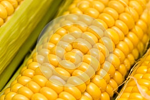 Yellow corn kernels in the cob as a background