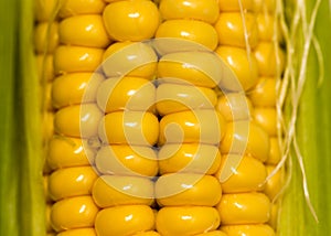 Yellow corn kernels in the cob as a background