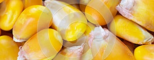 yellow corn kernels with visible details. Background or texture