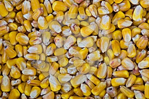 Yellow corn or maize kernels