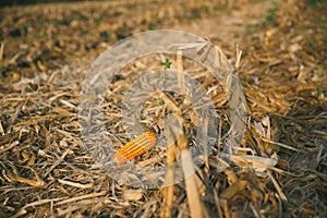 Cut leaves, corn and chaff lying on the ground during the autumn harvest of the maize crop.