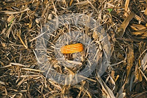 Cut leaves, corn and chaff lying on the ground during the autumn harvest of the maize crop.