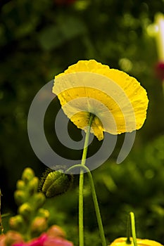 Yellow corn poppy