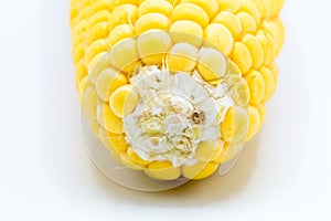 Yellow corn raw isolated on white background