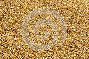 Yellow corn seed background.