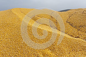 Yellow corn seed background.