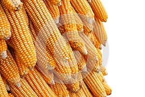 Yellow corn seeds is raw material