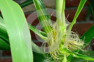 Yellow Corn silks - zea mays